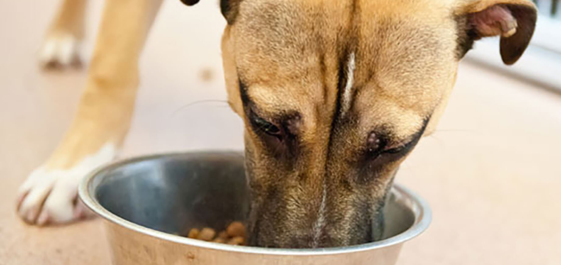 How is packed dog food better than homemade dog food?
