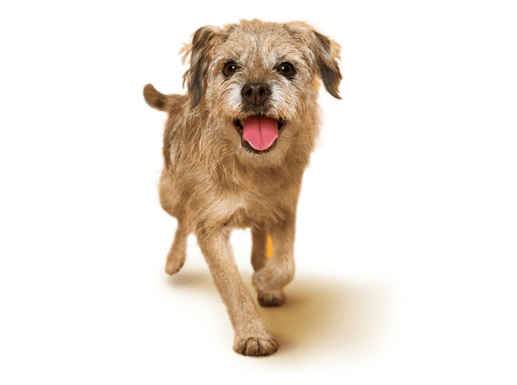 Border Terrier