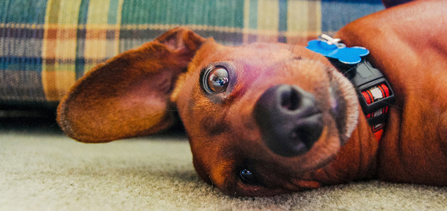 Train Your Dog to Lie Down