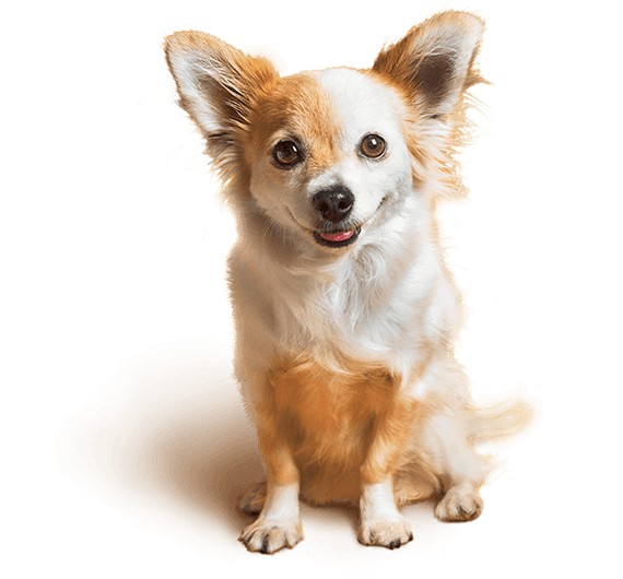 Brand story hero dog